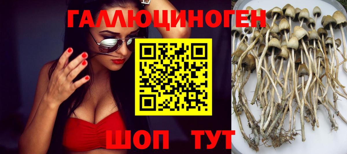 Галлюциногенные грибы GOLDEN TEACHER  Вход с VPN  купить  сайты  Бердск  Галлюциногенные грибы мухоморы 